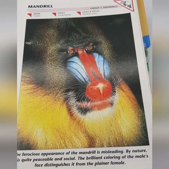 Vintage 1990 WILDLIFE FACT FILE Animal Binder 11 Dividers 260+ Cards Homeschool - Picture 6 of 10